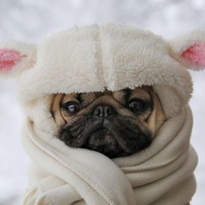 Meet your Posher, Panda hat